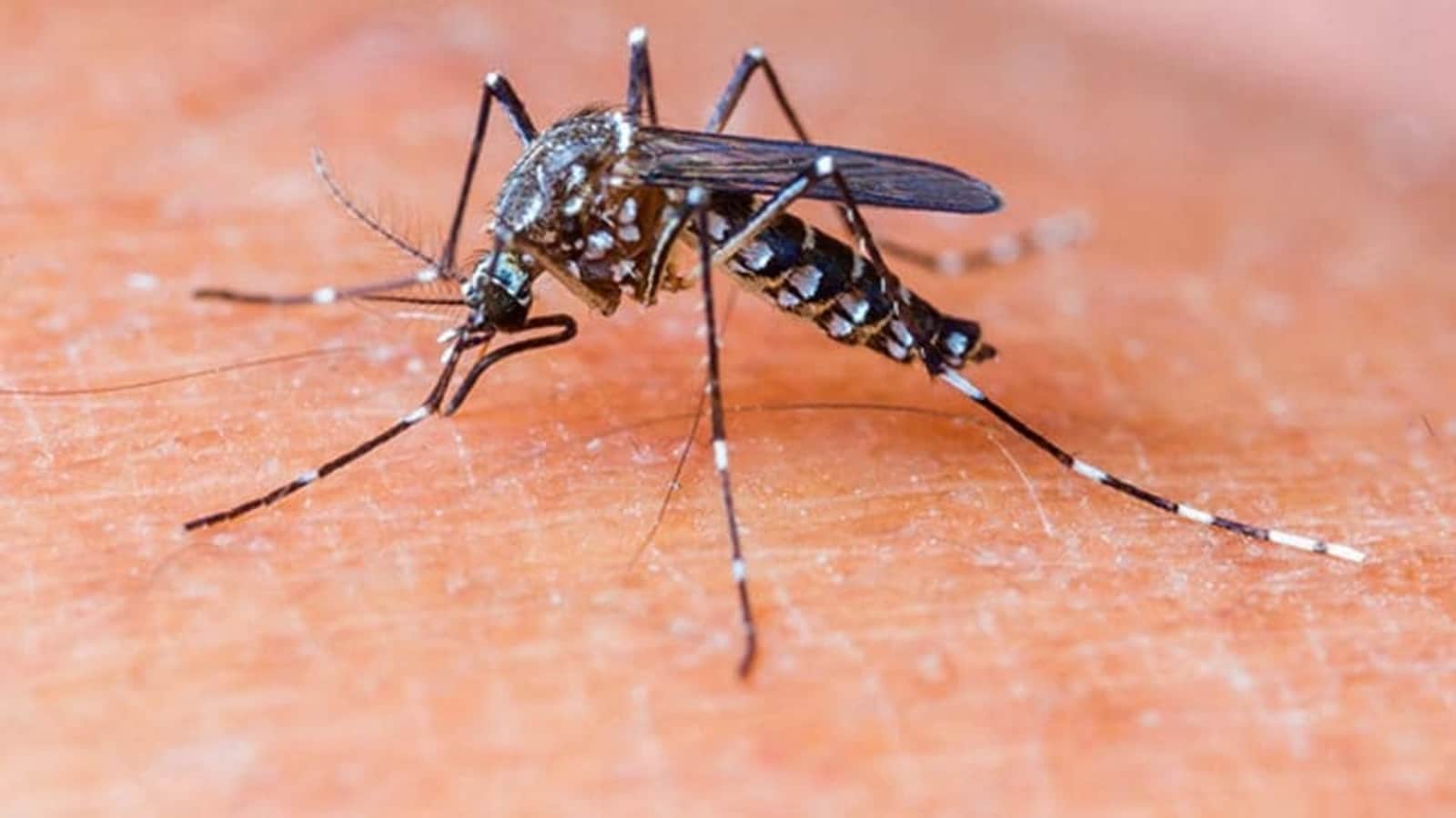 5 Ayurvedic Ingredients and Remedies That Can Help in Faster Recovery from Dengue
