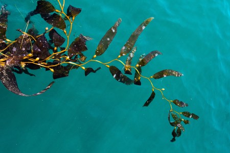 If you're making a nutritional change this year, start eating seaweed