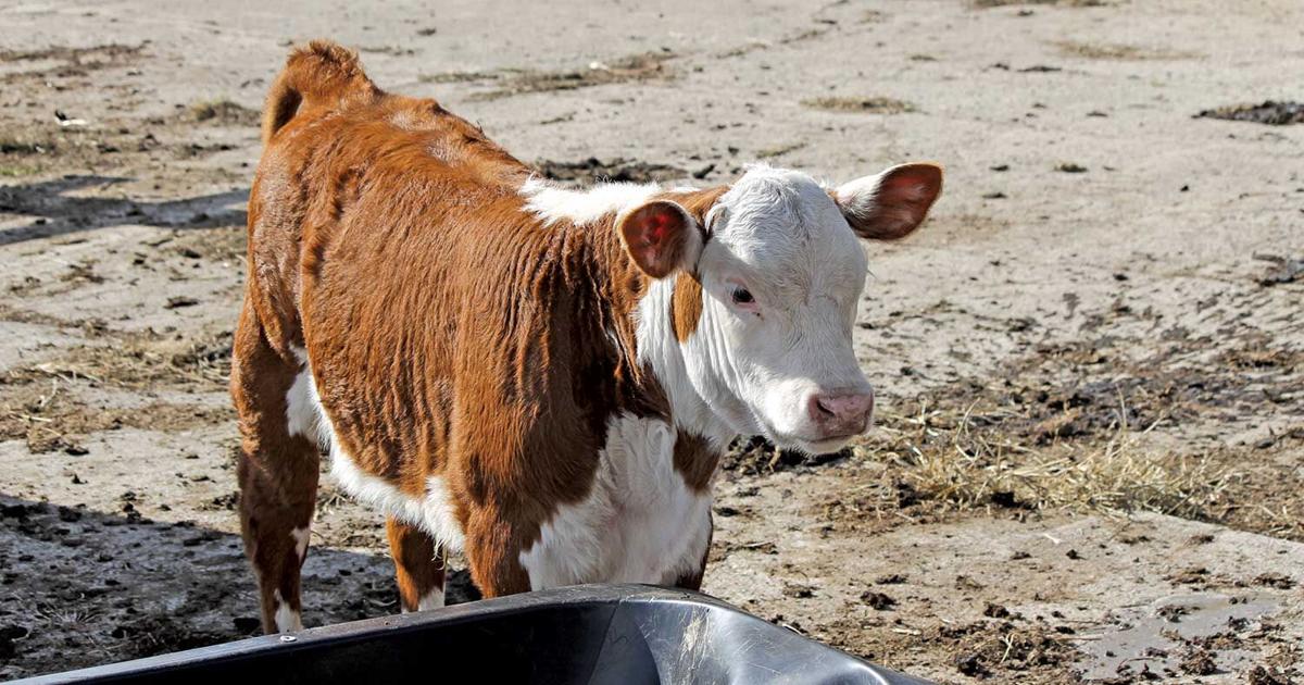 Nutrition needs to be changed to manage fall calving